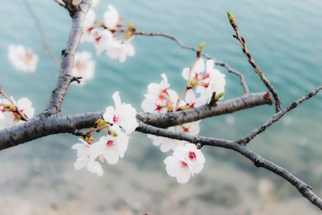 春といえば出会いと別れの季節！想いを文字で伝える…★大人の手習いに「書道」なら大阪の書道教室『青霄書法会』